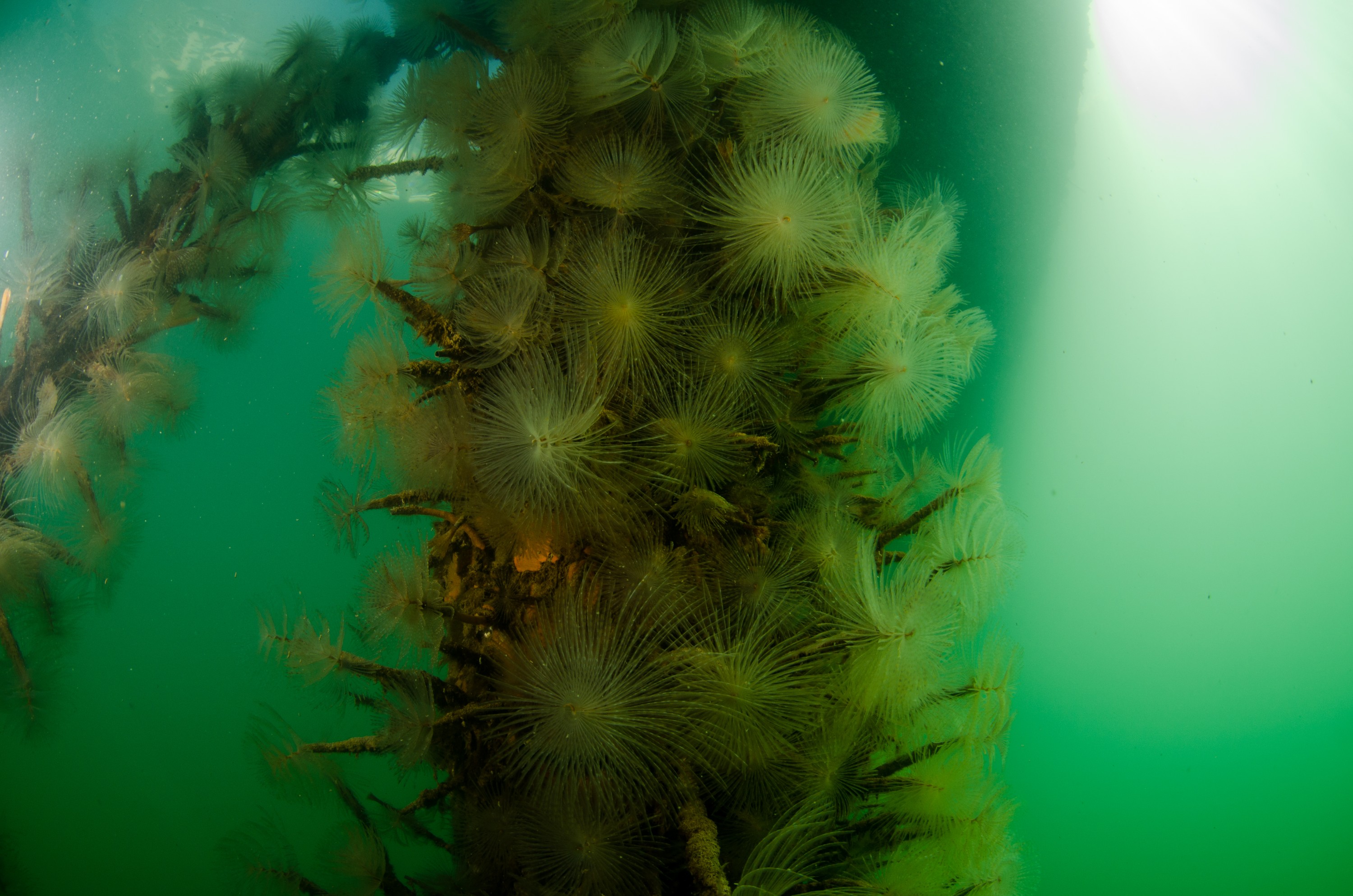 DSC_3015 – Mediterranean, fanworm, Sabella, spallanzanii, marine, pest, Auckland, underwater, crispin, nz, new, zealand, new zealand, fan, worm, marine, pest, invasive, Biosecurity